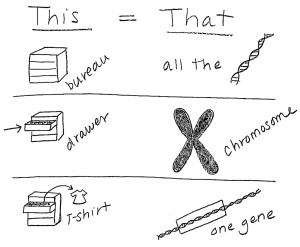What is an analogy for chromosomes?