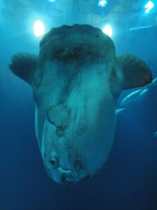 Dear Evolution: Mola mola? - Beatrice the Biologist